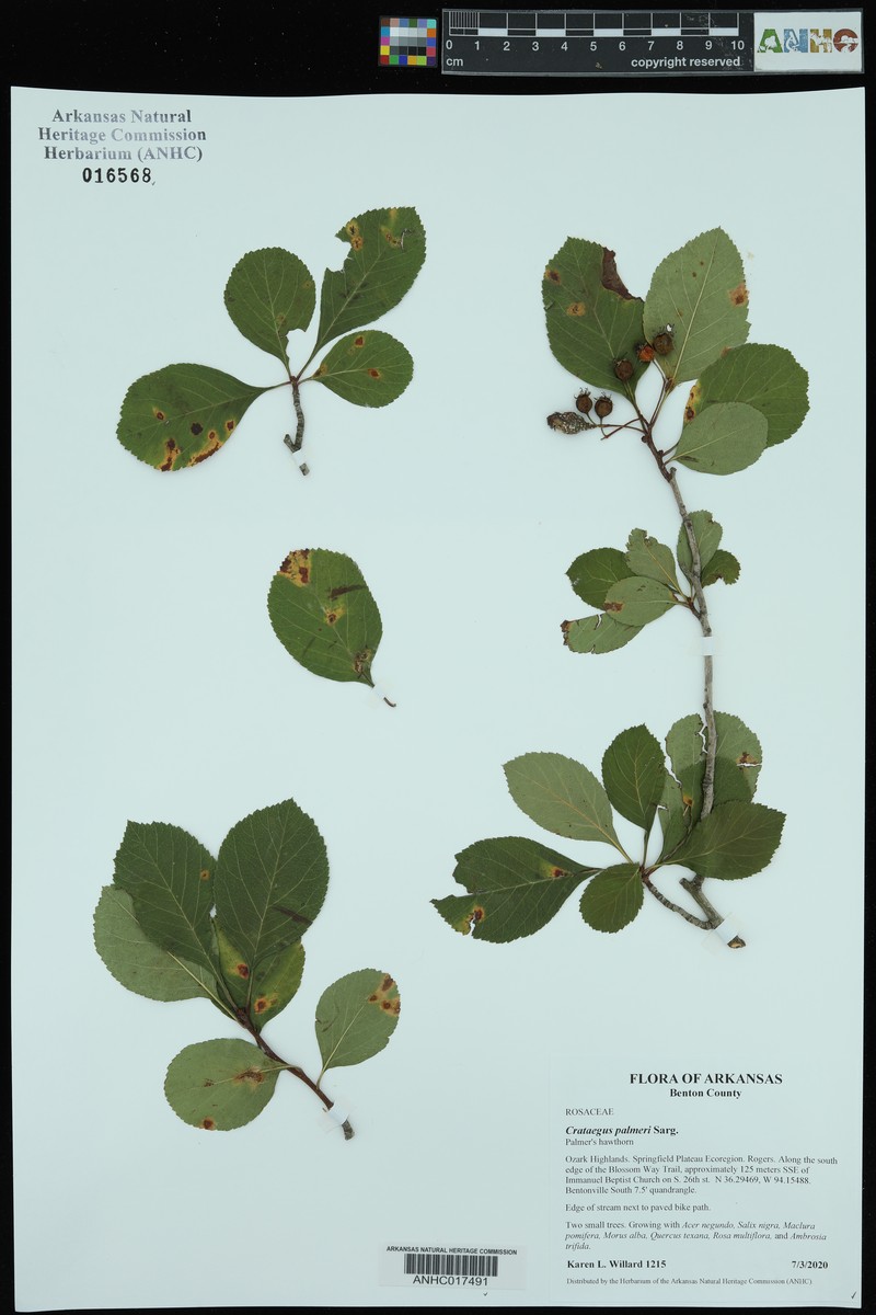 Crataegus reverchonii var. palmeri