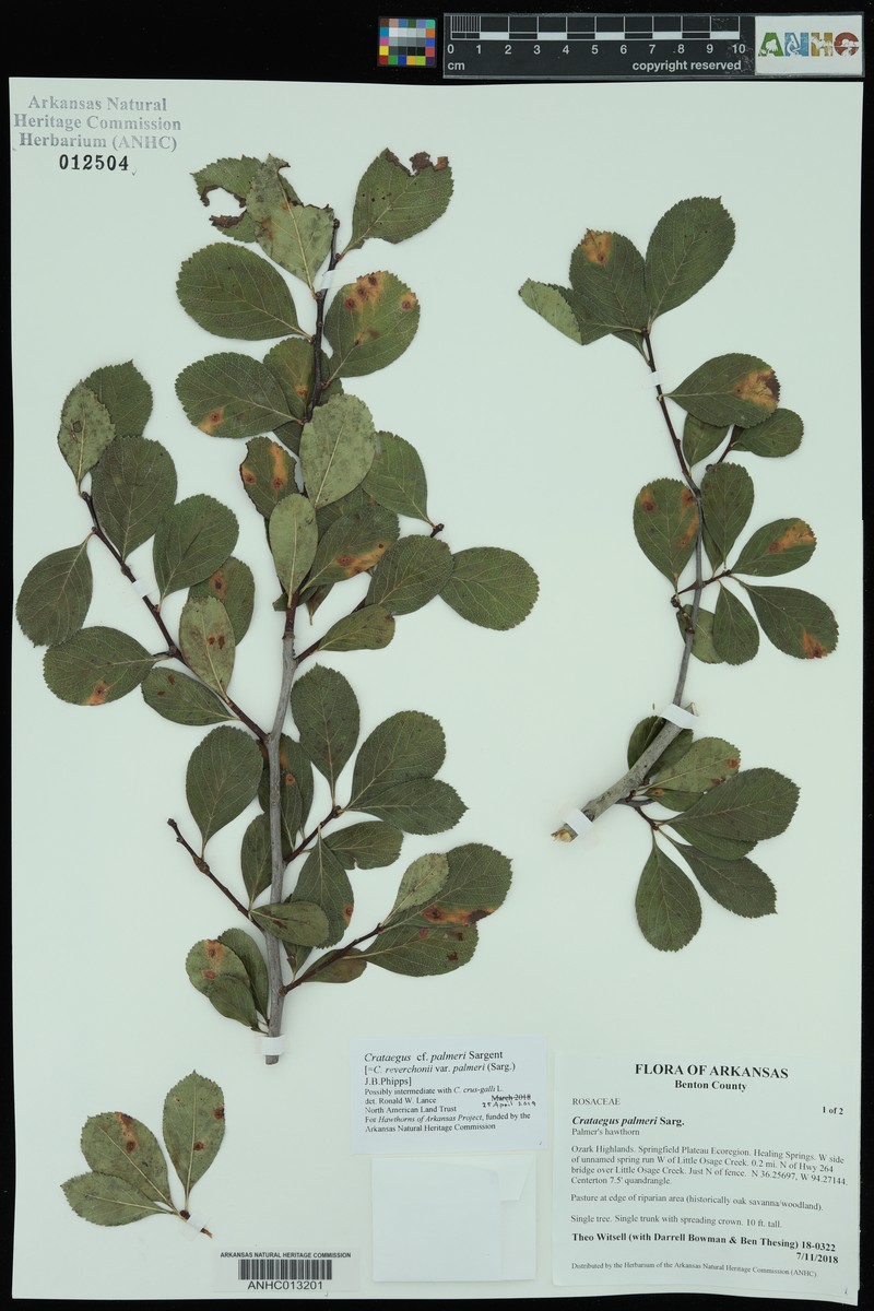 Crataegus reverchonii var. palmeri photo 4