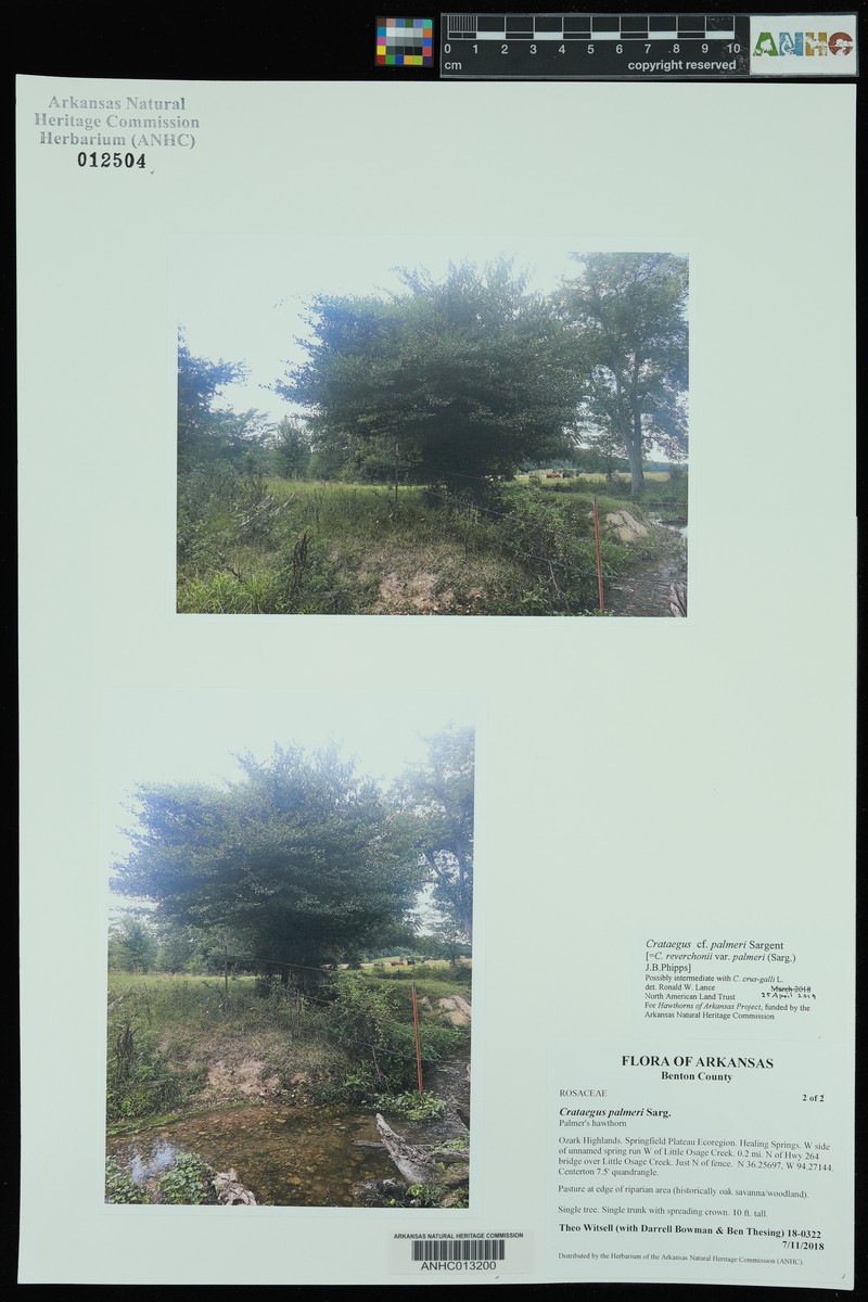 Crataegus reverchonii var. palmeri photo 5