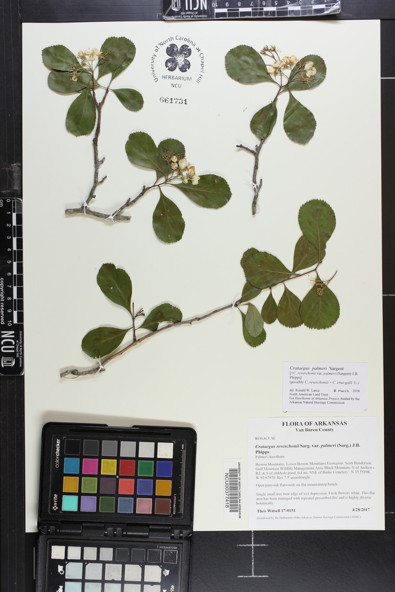 Crataegus reverchonii var. palmeri photo 6