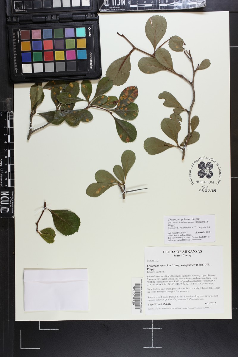 Crataegus reverchonii var. palmeri photo 8