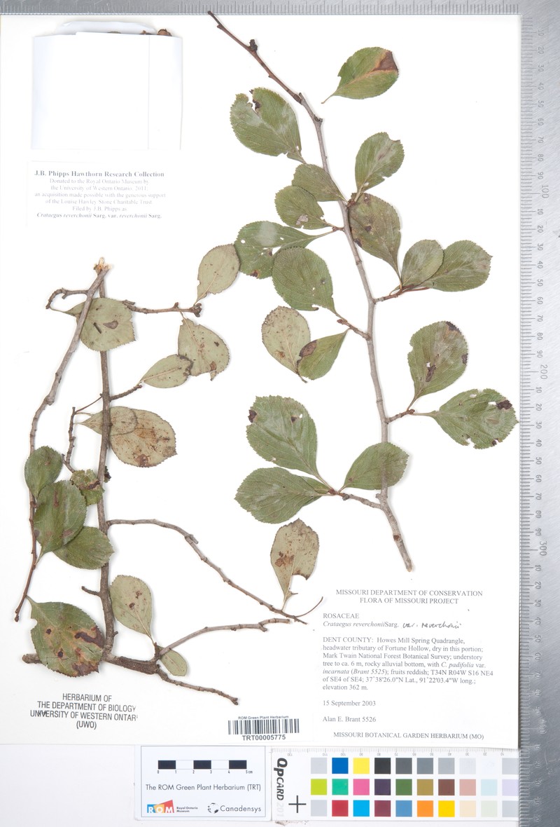 Crataegus reverchonii var. reverchonii