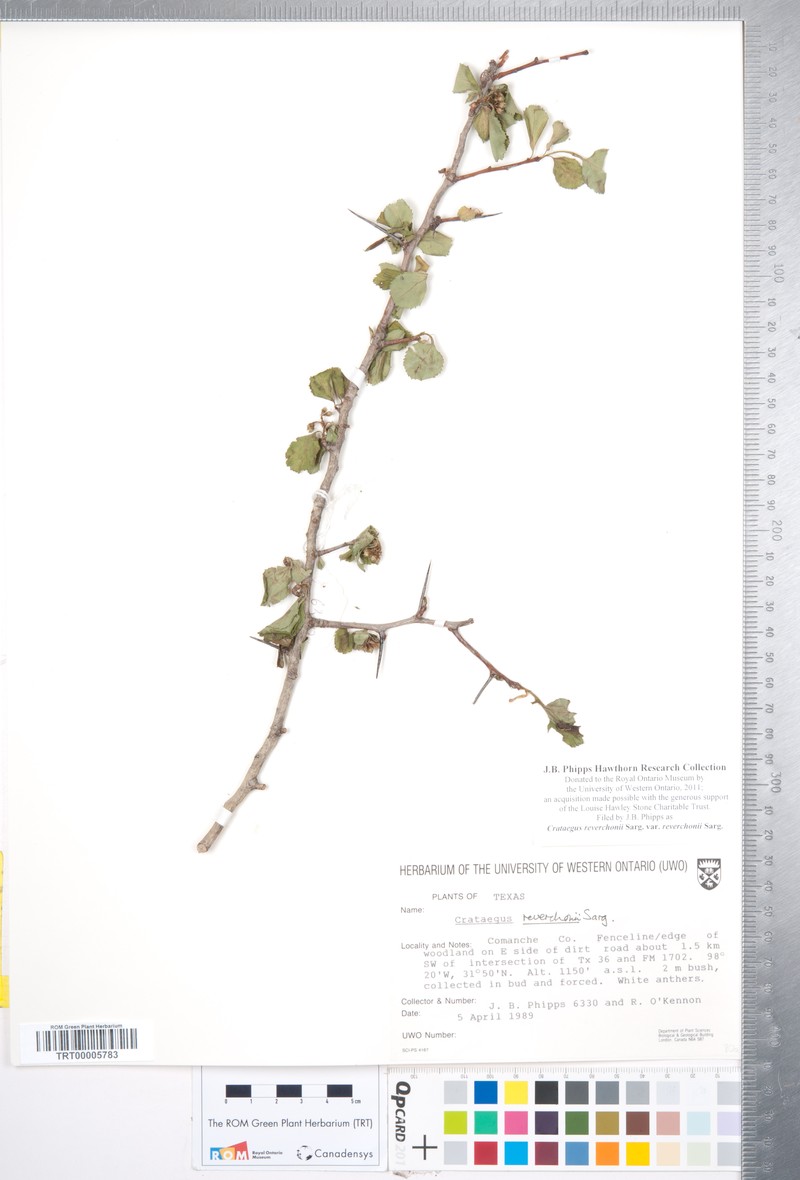 Crataegus reverchonii var. reverchonii photo 2