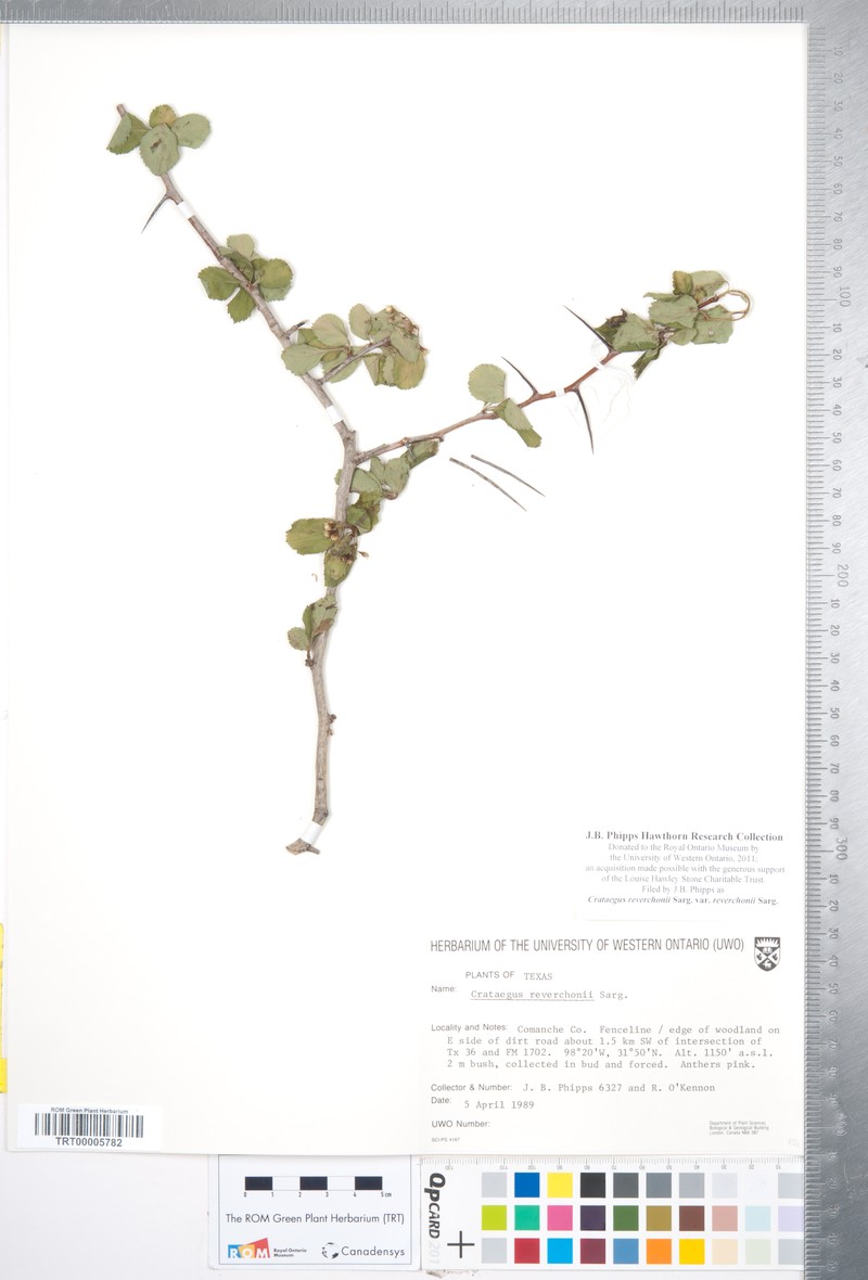 Crataegus reverchonii var. reverchonii photo 3