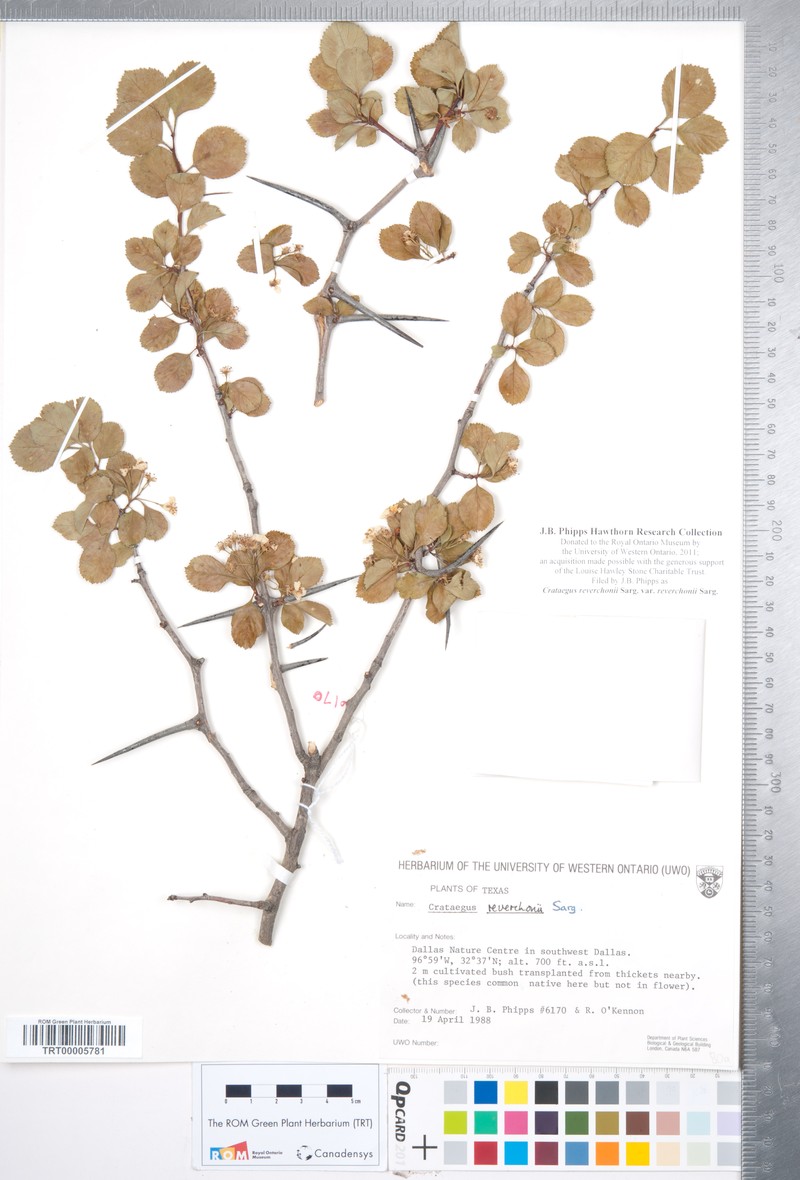 Crataegus reverchonii var. reverchonii photo 4