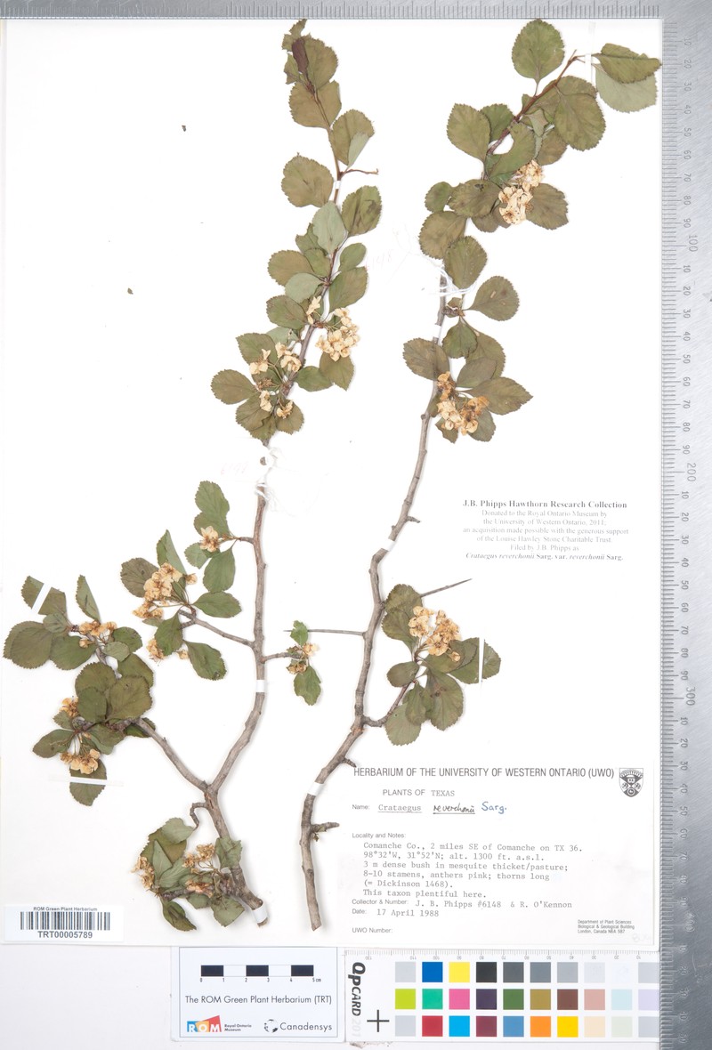 Crataegus reverchonii var. reverchonii photo 5