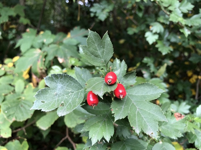 Crataegus rhipidophylla photo 2