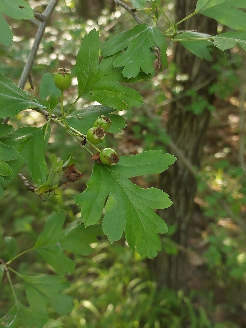 Crataegus rhipidophylla photo 3