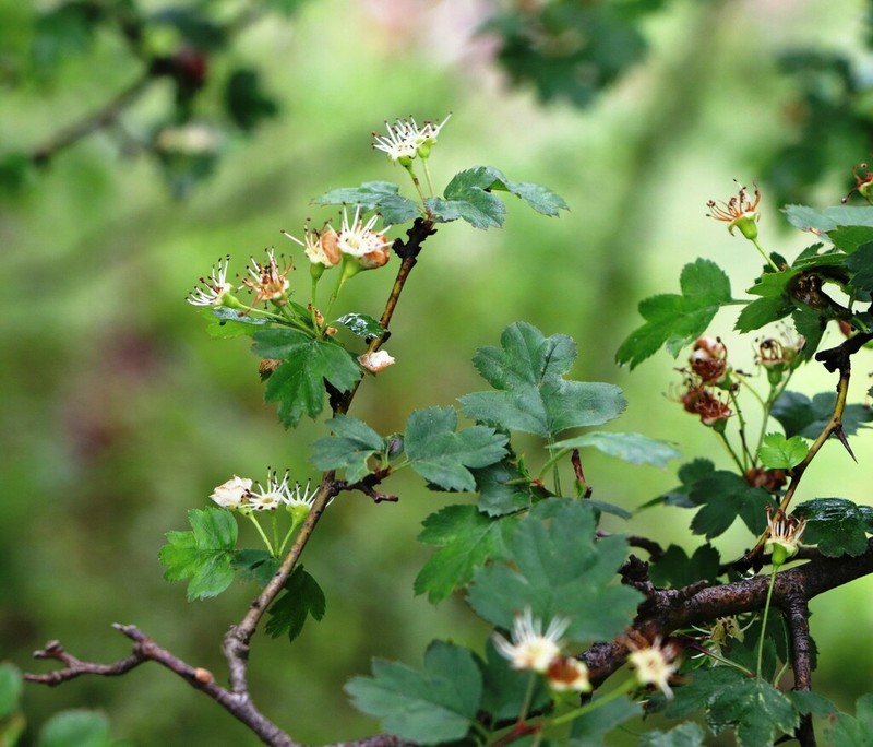 Crataegus rhipidophylla photo 4
