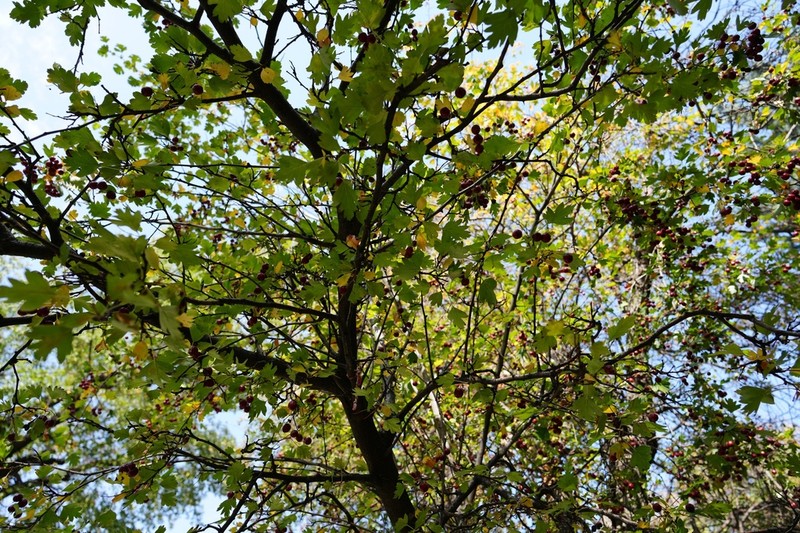 Crataegus rhipidophylla photo 5