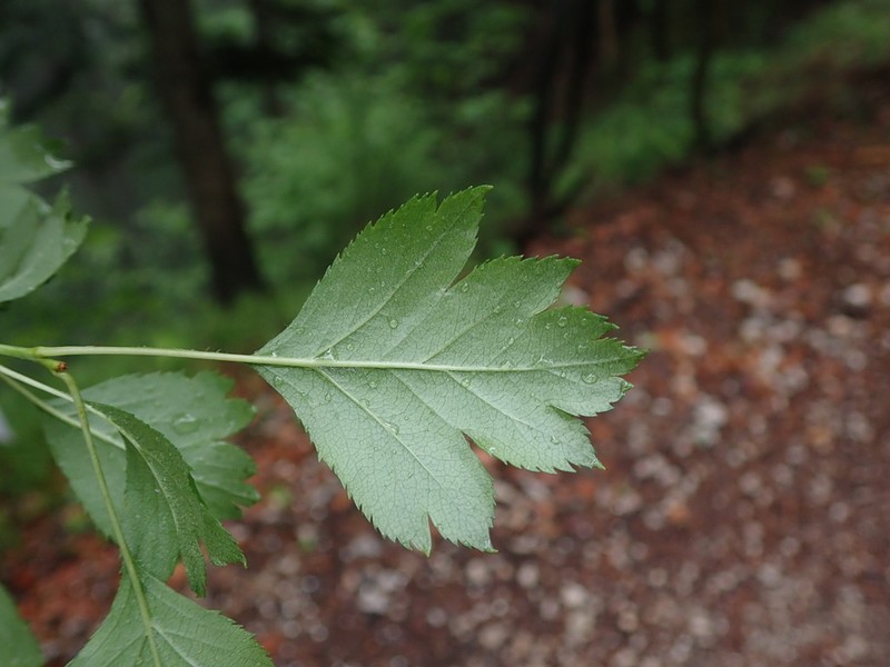 Crataegus rhipidophylla photo 6