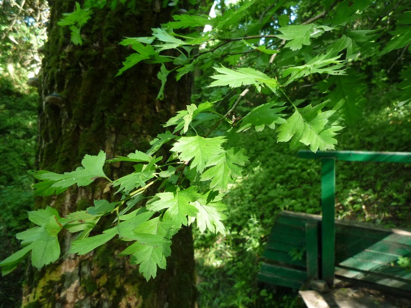 Crataegus rhipidophylla var. rhipidophylla