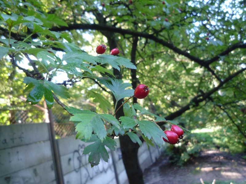 Crataegus rhipidophylla var. rhipidophylla photo 2