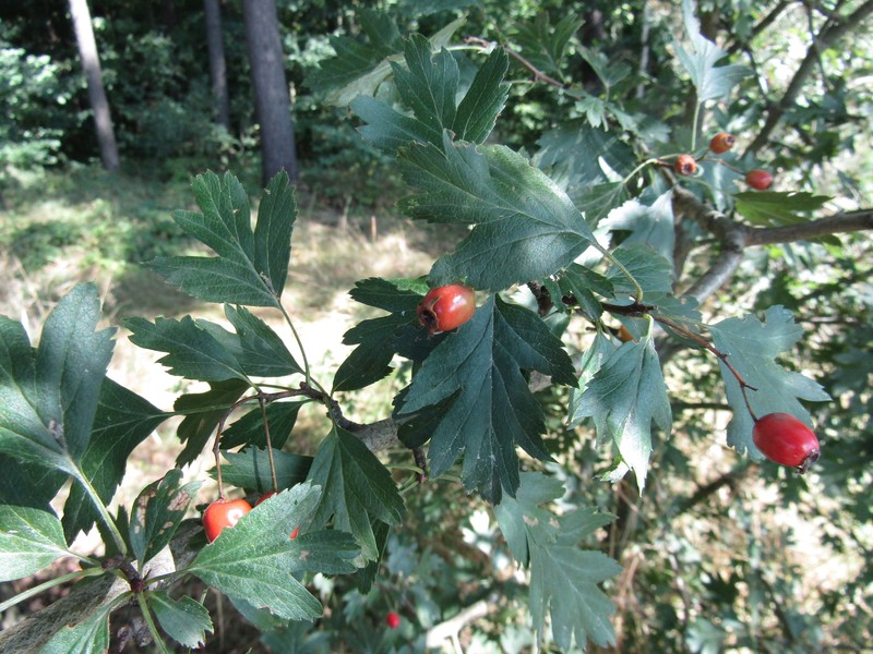 Crataegus rhipidophylla var. rhipidophylla photo 3