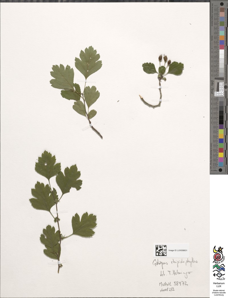 Crataegus rhipidophylla var. rhipidophylla photo 4