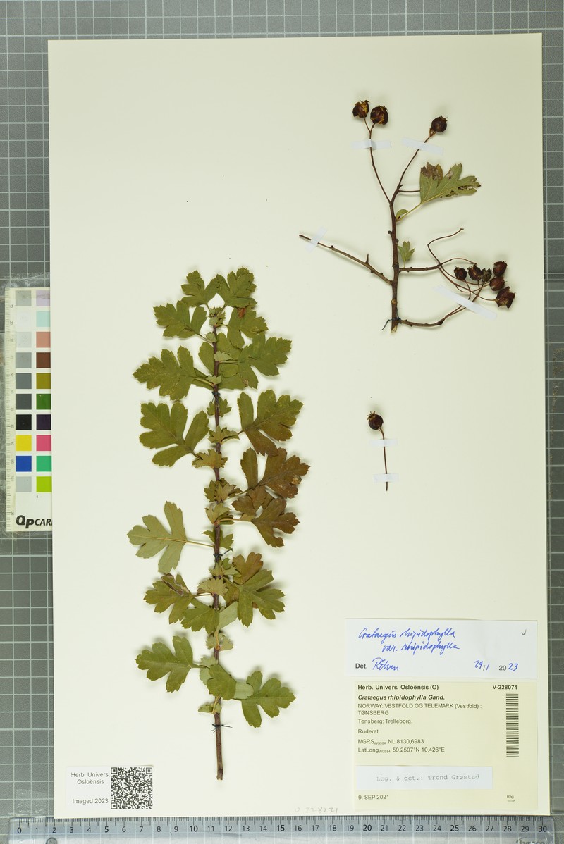 Crataegus rhipidophylla var. rhipidophylla photo 5