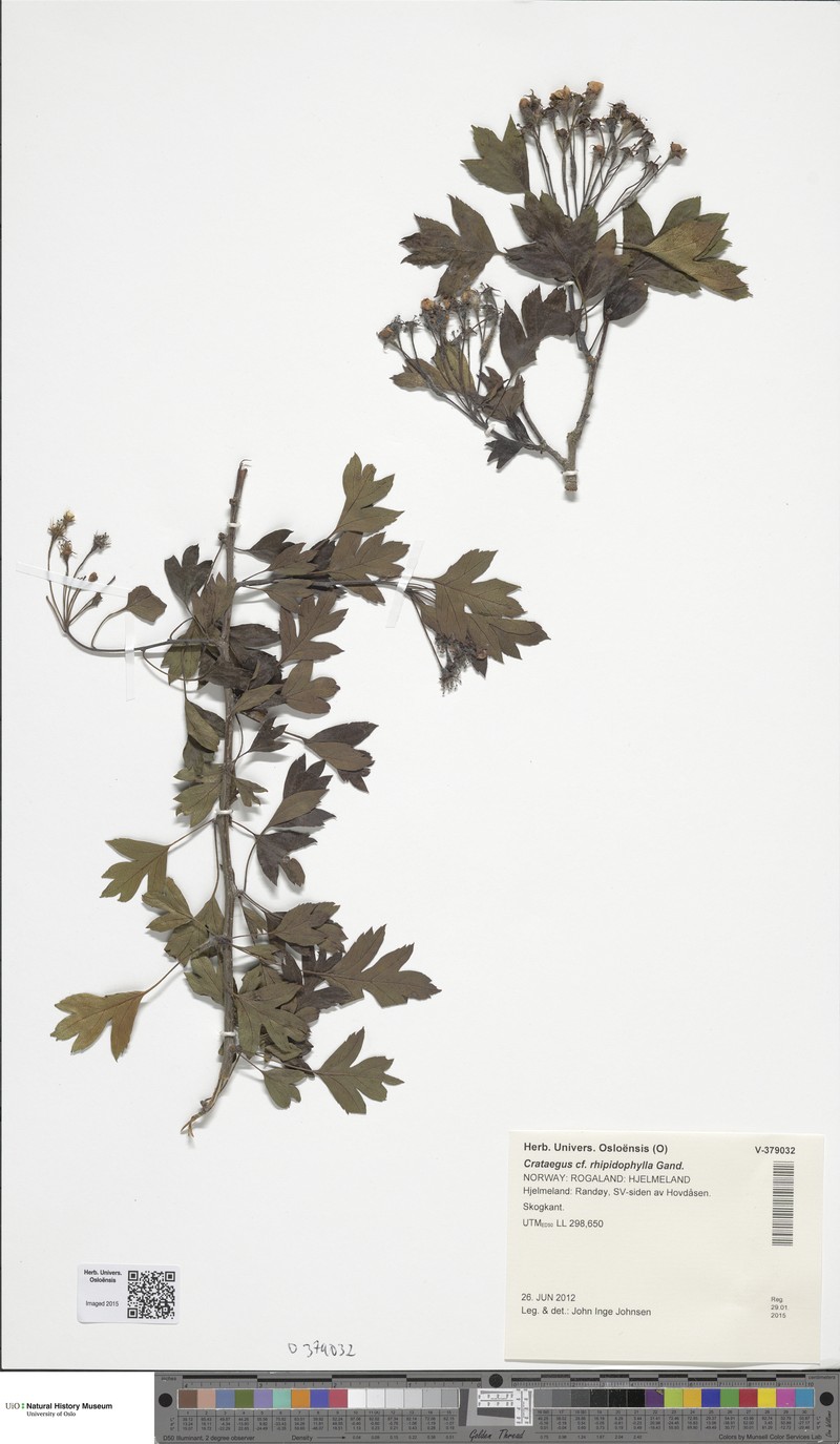 Crataegus rhipidophylla var. ronnigeri