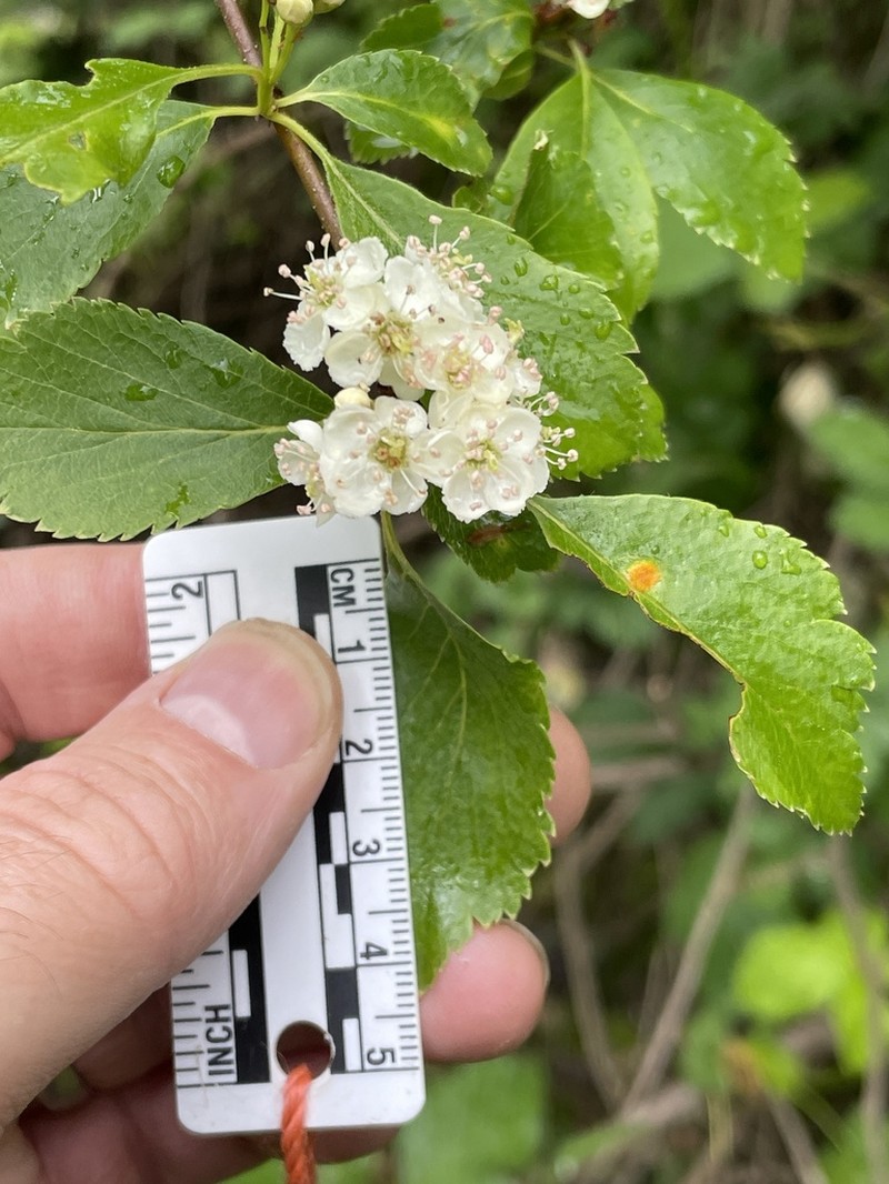 Crataegus rhodamae-loveae