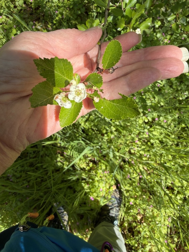 Crataegus rhodamae-loveae photo 2