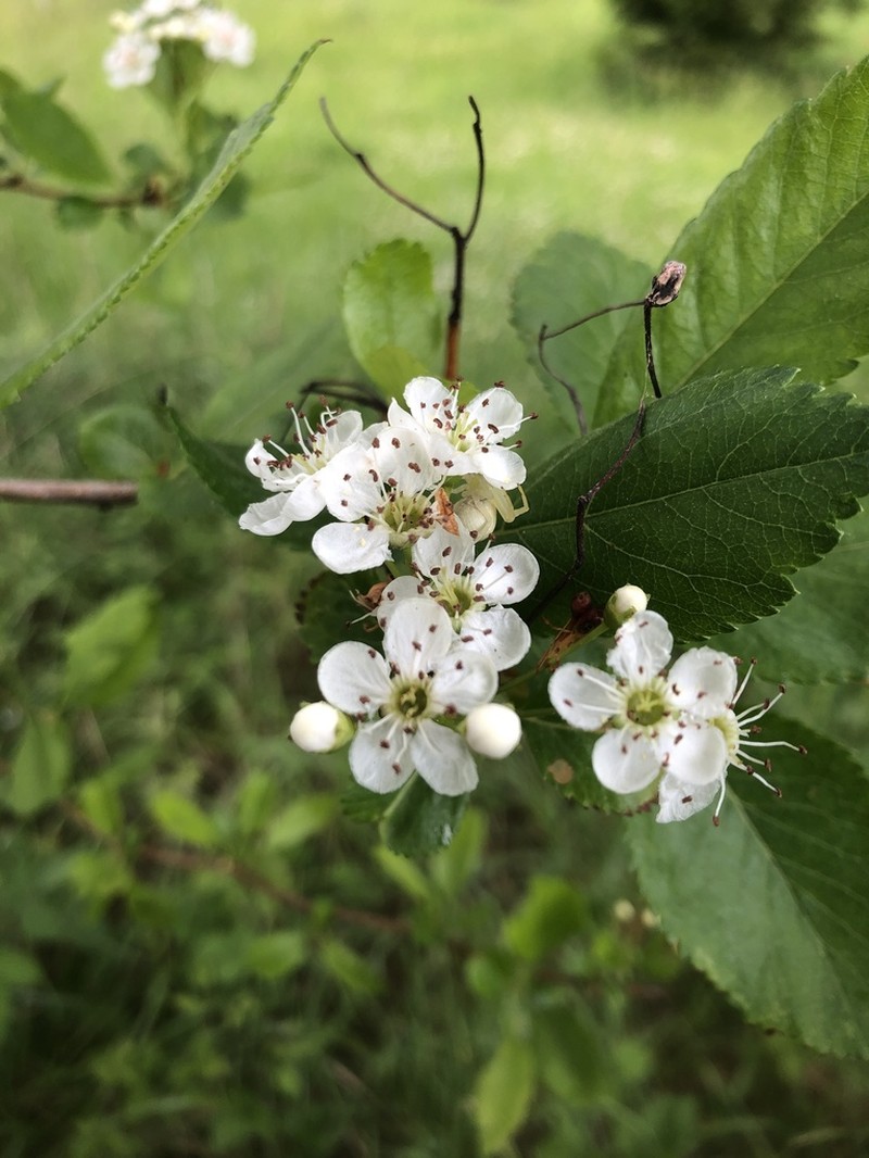 Crataegus rhodamae-loveae photo 3