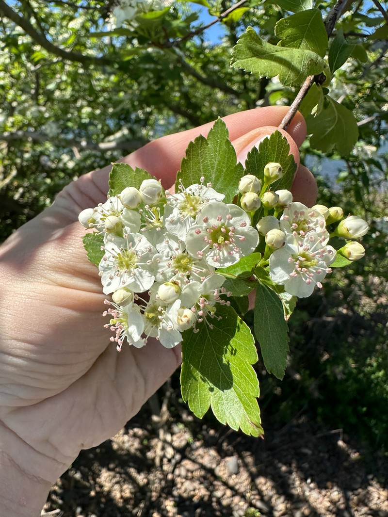 Crataegus rhodamae-loveae photo 4