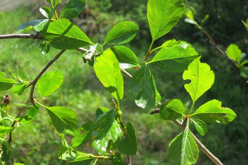 Crataegus rhodamae-loveae photo 5