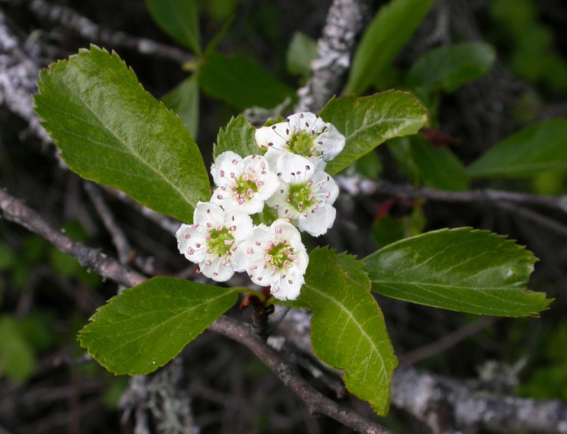 Crataegus rhodamae-loveae photo 6