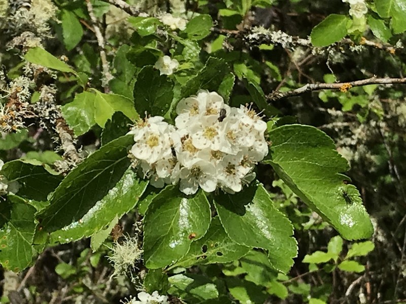 Crataegus rhodamae-loveae photo 7
