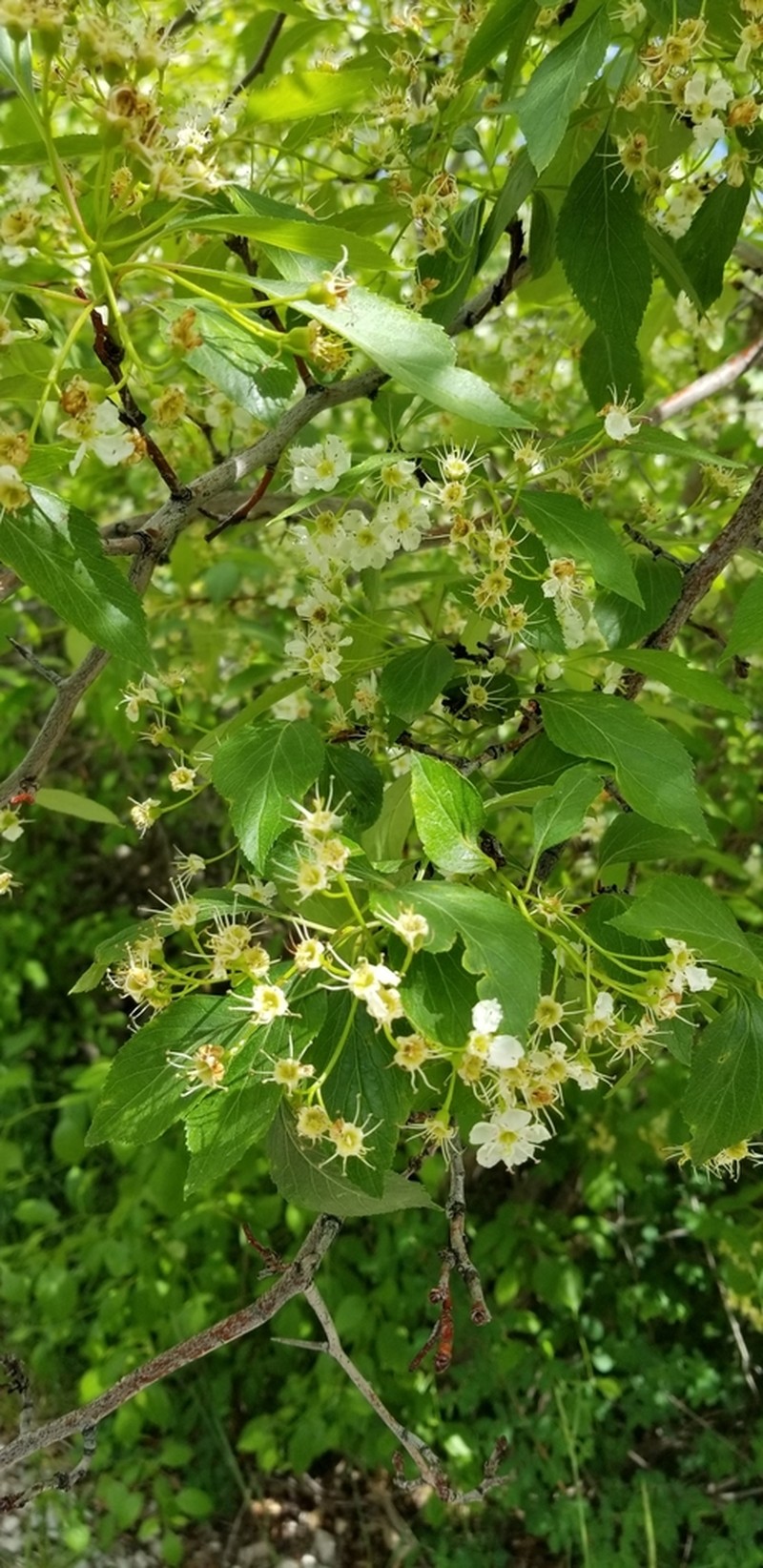 River Hawthorn photo 2