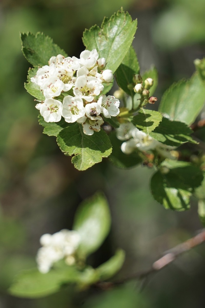 River Hawthorn photo 3