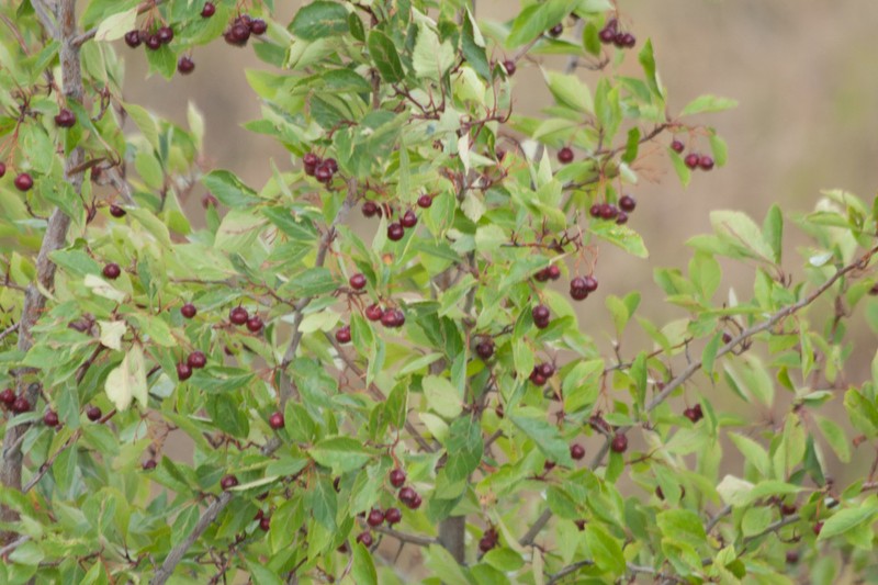 River Hawthorn photo 4