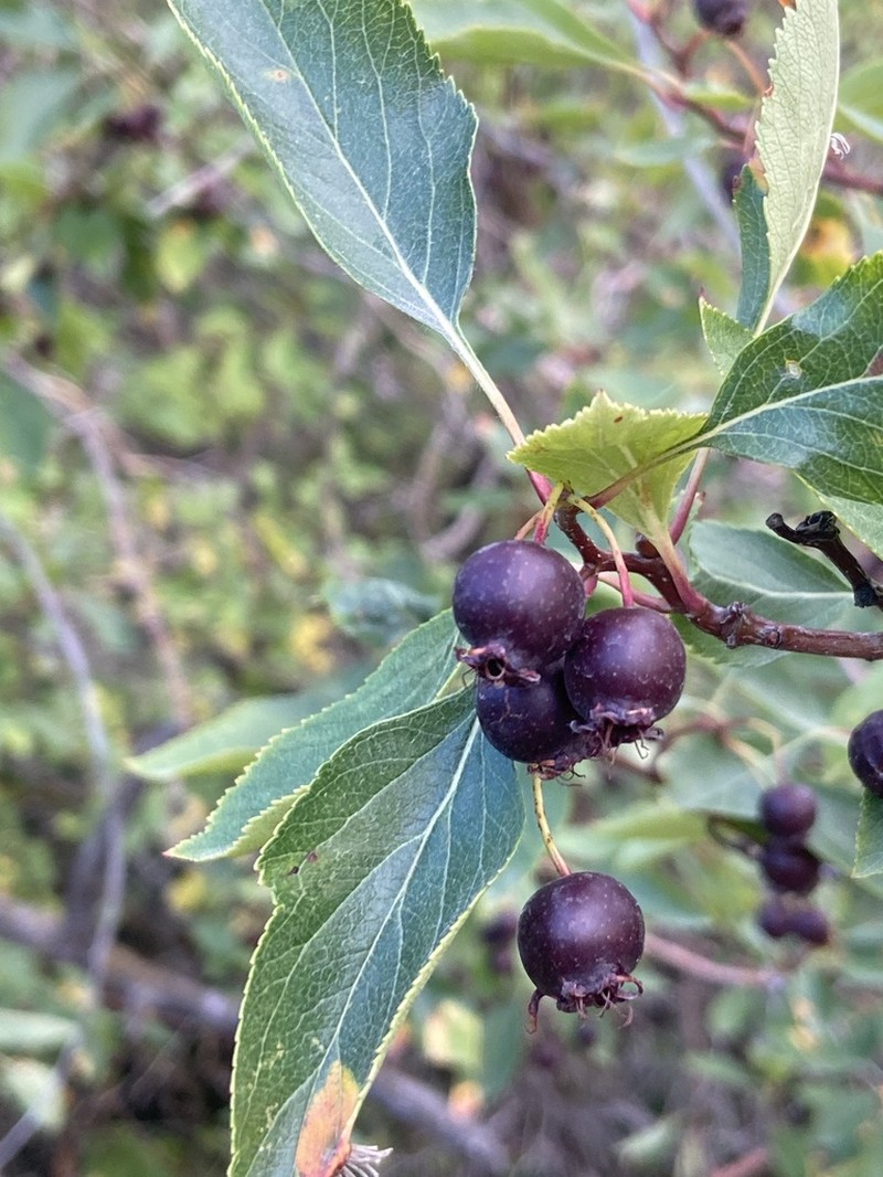 River Hawthorn photo 5