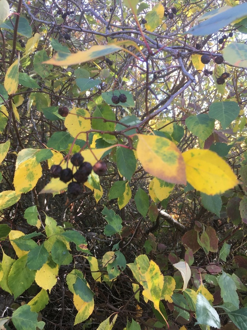 River Hawthorn photo 6