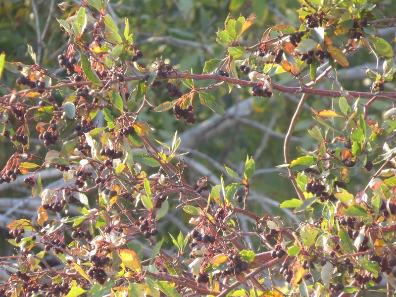River Hawthorn photo 7