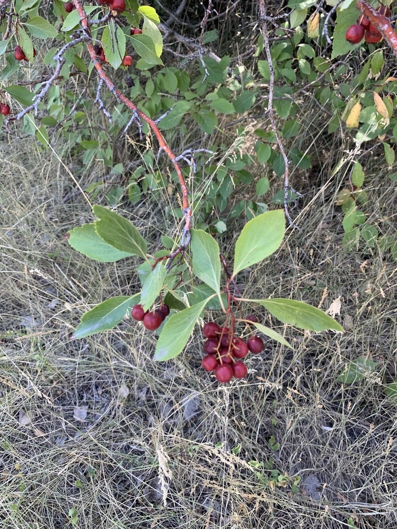 River Hawthorn photo 8