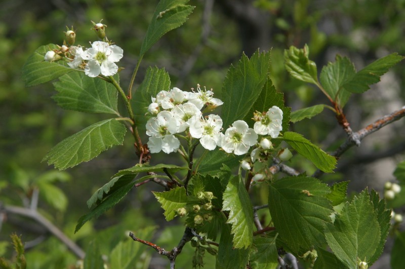 Crataegus rivuloadamensis photo 3