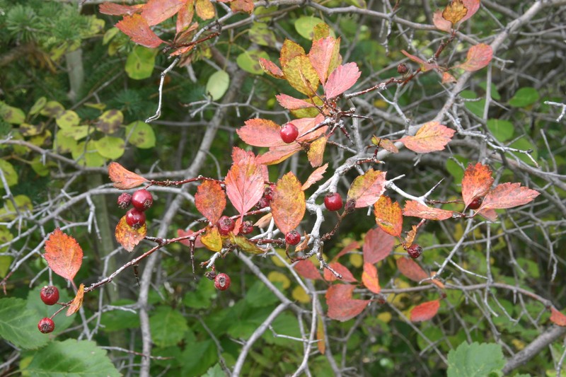 Crataegus rivuloadamensis photo 4