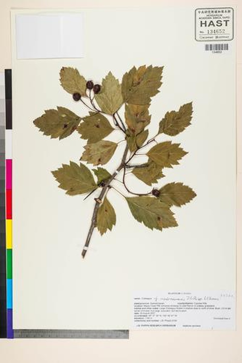 Crataegus rivuloadamensis photo 5