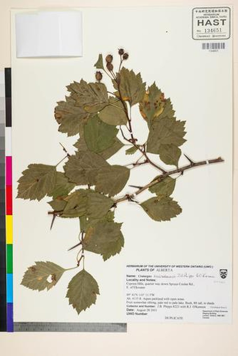 Crataegus rivuloadamensis photo 6