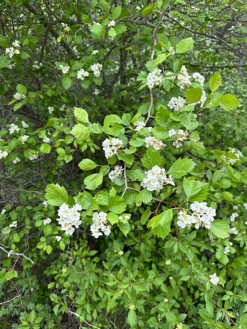 Crataegus rivulopugnensis