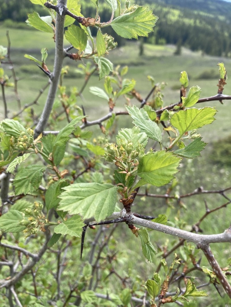 Crataegus rivulopugnensis photo 2