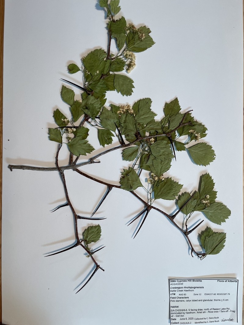Crataegus rivulopugnensis photo 3