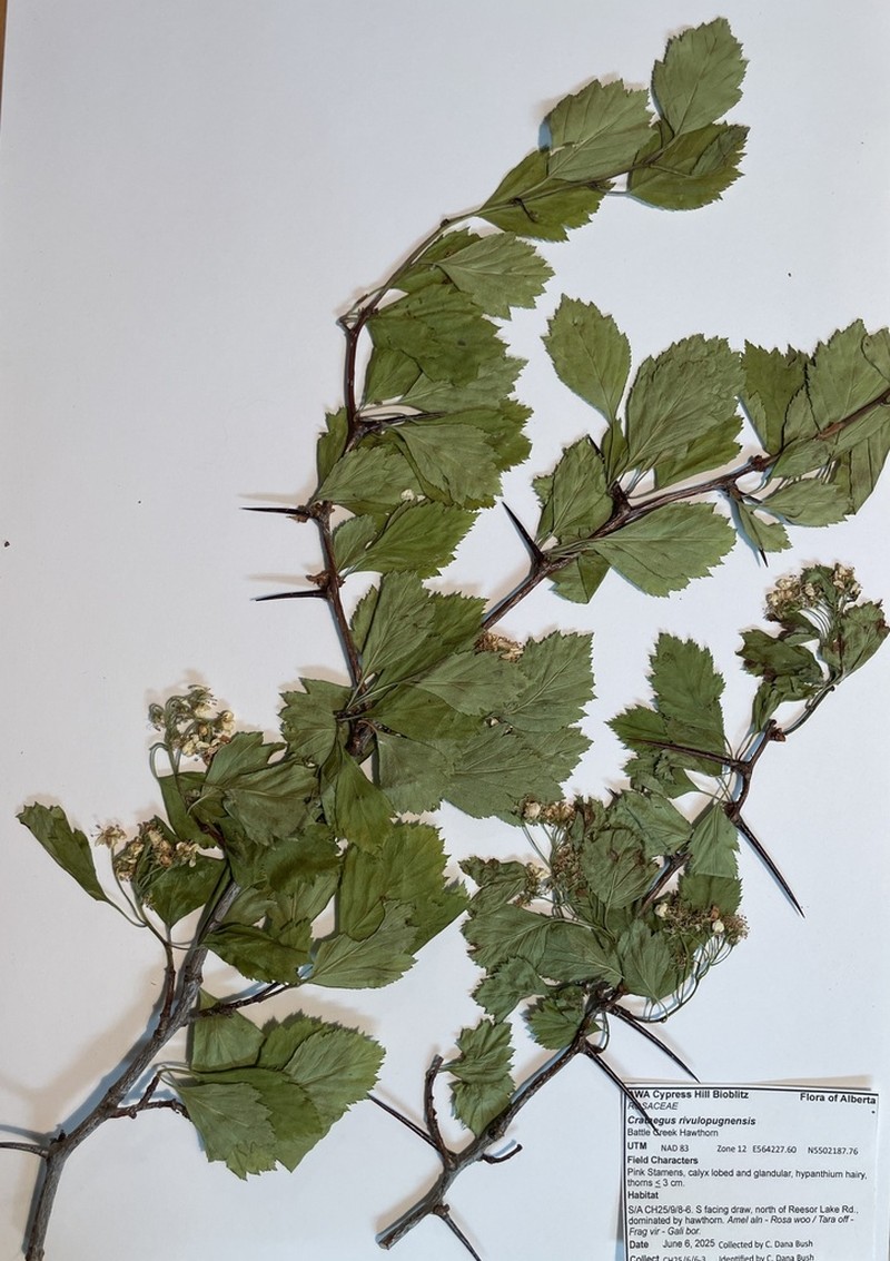 Crataegus rivulopugnensis photo 4
