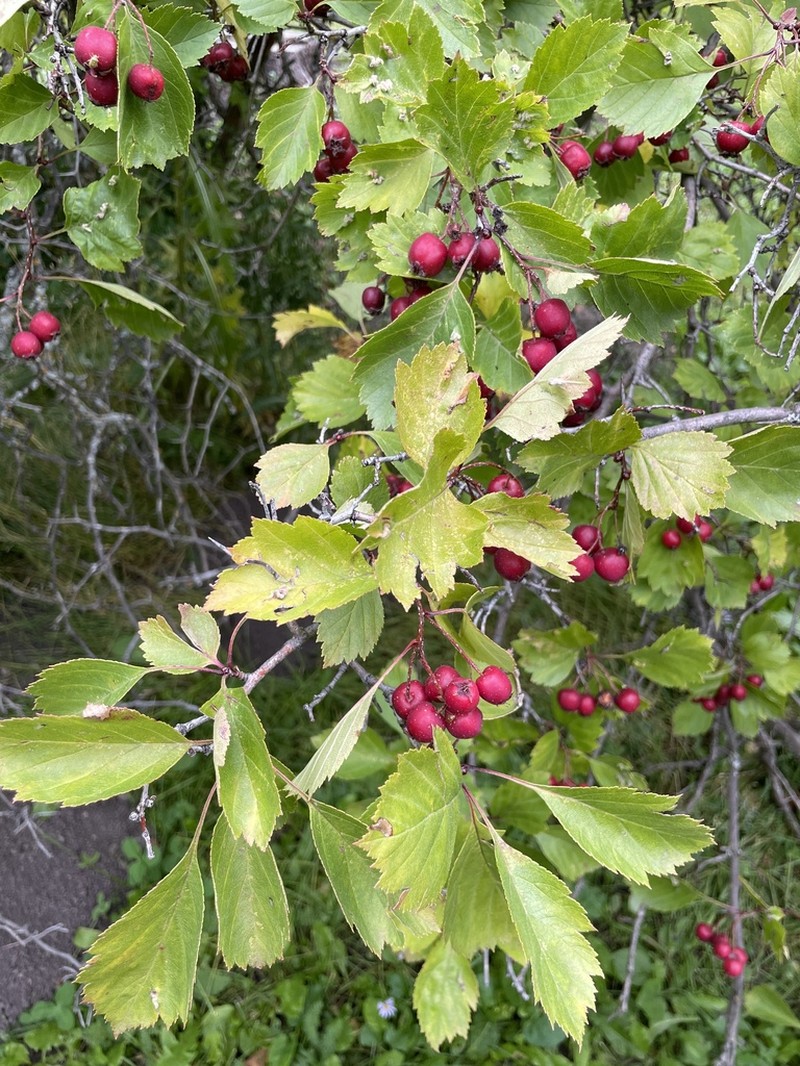 Crataegus rivulopugnensis photo 5
