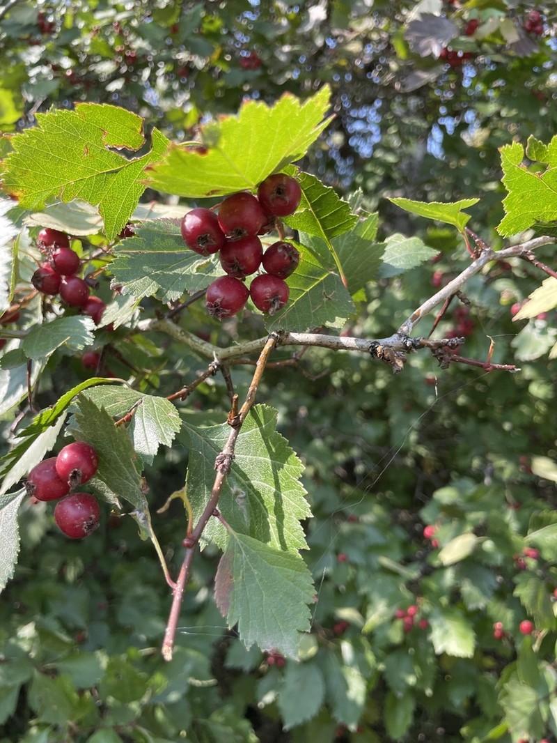 Crataegus rivulopugnensis photo 6