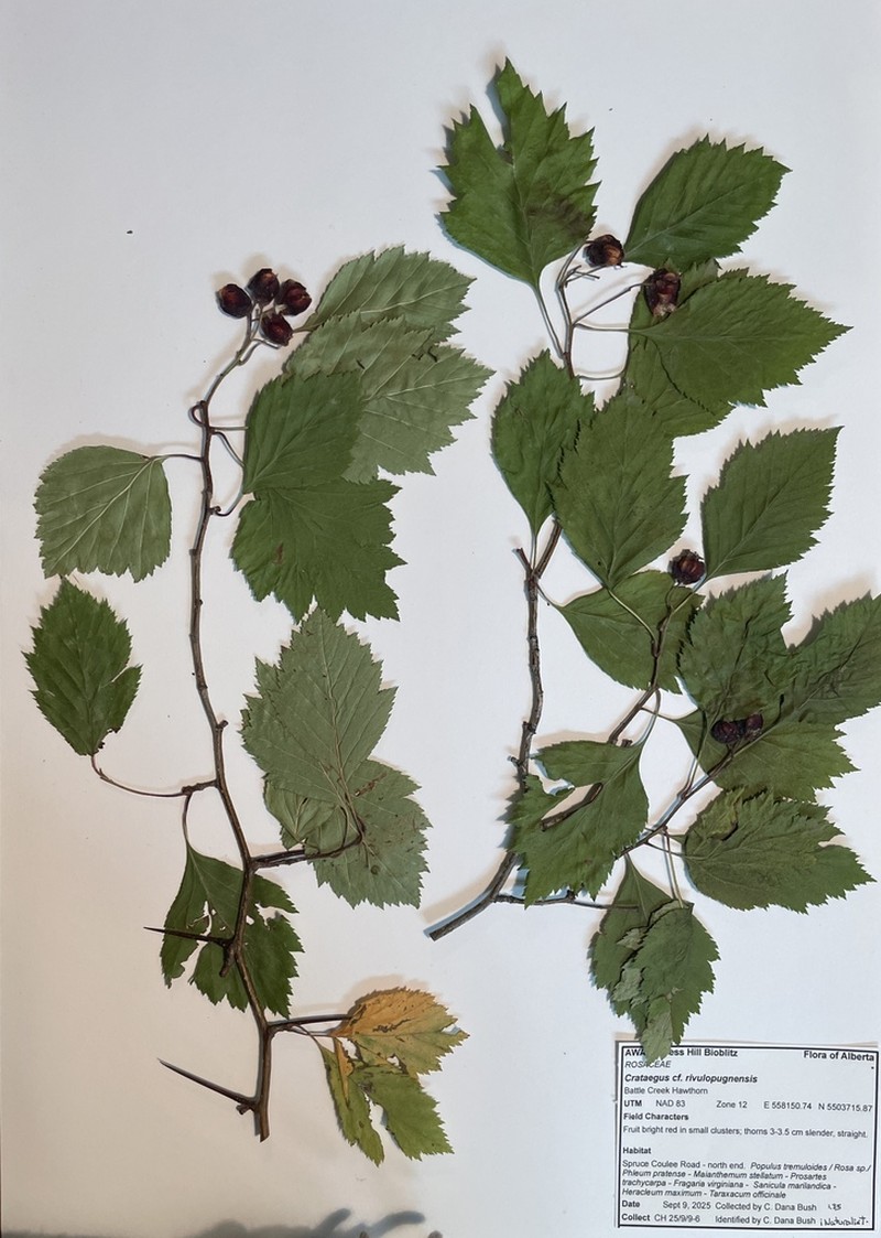 Crataegus rivulopugnensis photo 7
