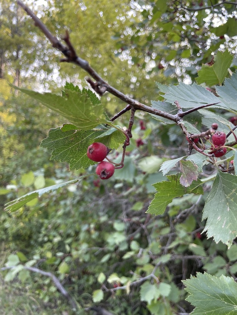 Crataegus rivulopugnensis photo 8