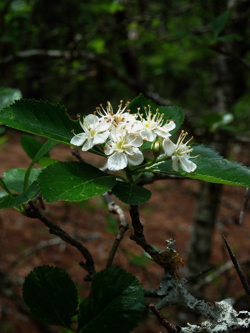 Crataegus rosei