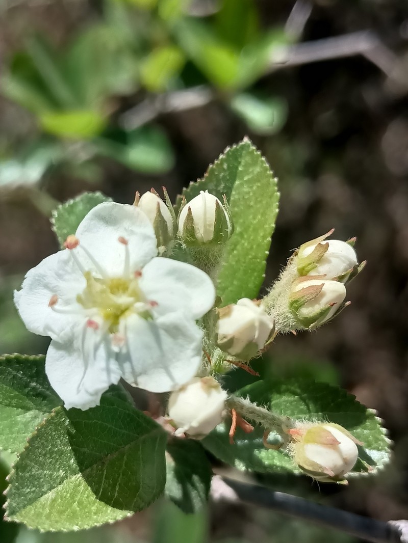Crataegus rosei photo 2