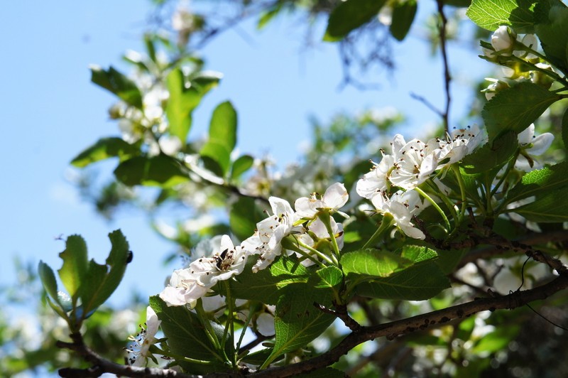 Crataegus rosei photo 3
